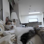 우리고양이 <b>하품</b>할때 넘우낌ㅋ