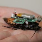 바퀴벌레로 인명 구조...싱가포르, 재난현장 투입 실험