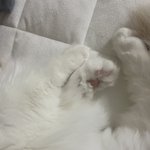엥 나 방금 자각몽 꾼 거 같음