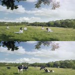 '여혐 아니다' 서울우유 해명에도 "여자가 젖 짜는 소냐" 누리꾼들...