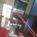 [이것좀봐줘] 냥냥이 일기2