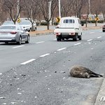 90kg 멧돼지, 달리던 택시 충돌 <b>즉사</b>