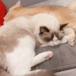 [<b>레이</b>] 사담)