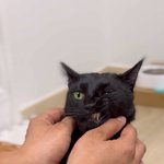 [토르와돼범] 우리집 똥<b>깽깽이</b>들 일상사진3