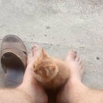 쪼꼬미 때문에 <b>집사</b>는 '안절부절'