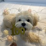 [강아지] 울희집 강아지 <b>자랑</b>좀 할게ㅎ