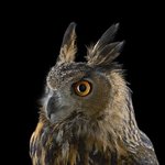 부엉일까요 <b>올빼미</b>일까요?