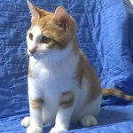 울 고양이 확신의 <b>파워</b>웜톤인듯 ㅜ