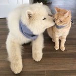 [이태용] 얘드라 요즘 너무 <b>심심</b>하지만...
