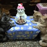 <b>심슨</b> 시즌 몇 볼까?