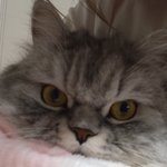 [이것좀봐줘] 냥냥이 일기3