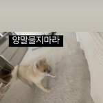 [NCT칠프] 이거 해찬이<b>네</b> <b>집</b> 강아지아니냐..?