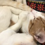 중2인데 번호 따임