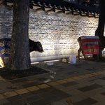 지금 시청광장 옆에 소들 버려져있음...