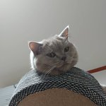 [고양이] 곰이와 <b>여우</b> 일상5
