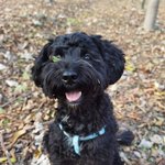 [강아지] 농장의 오골계~^^ (견생역전)#8 대놓고 귀여워해주세요