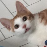 [드루와] <b>반려동물</b> 사진 자랑하구 가~!~!