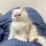 [댓글부탁해] 냥이 <b>분양</b>하는 분한테