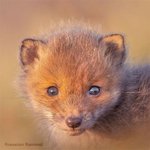 같은 <b>여우</b>지만 알고 보면 다 달라요!