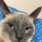 우리집 고양이 개웃긴점