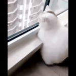 보자