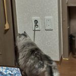 [이것좀봐줘] 냥냥이 <b>일기</b>4