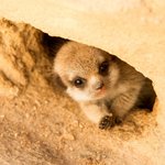 망보기 대장, 깜찍이 아기 <b>미어캣</b>!