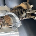 [고양이] 우리집 귀염<b>둥이</b> 코숏 자랑하고 싶어요 2-1