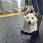 [드루와] 고양이 입양 알아보는데 원래 이럼?