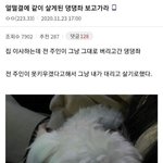 전 집<b>주인</b>이 버리고 간 댕댕이