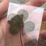 [댓글부탁해] 버스에서 네잎<b>클로버</b> 받음