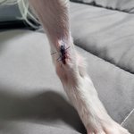 강아지미용사고 - 어이없는 대응