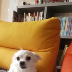 [댓글부탁해] 우리집 강아지(<b>수정</b>)