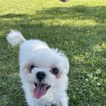 동물병원(본점)에서 뇌수막염이라는 이유로 <b>cpr</b>(심폐소생술)도 받아 보지...