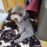 11개월 <b>실버</b>푸들 꽃순이에요