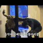 [댓글부탁해] 아이돌 덕질 추반 좀 해보자