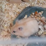 [이것좀봐줘] 우리집 콩이와 콩콩이  (햄스터)