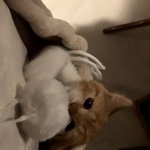 [고양이] 억울<b>인형</b>과 왔다장보리 3.