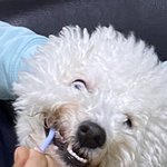 [드루와] 우리 강아지 <b>양치</b>하는 표정