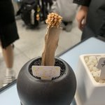 <b>선인장</b>좀 살려주세요