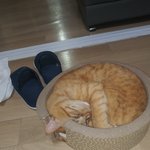 [고양이] 다이소 신상하나 구입했어요