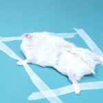 햄스터 <b>엑스</b>레이 찍는거 볼 사람