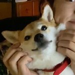 진짜 귀여운 강아지 봐주라(<b>not</b> 모에화)