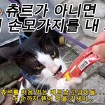 <b>츄</b><b>르</b>를 첫경험한 베트남 고양이 반응