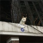 <b>감시</b>용 카메라
