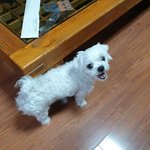 [강아지] 유기견이였던 <b>내새</b>낑 빵이