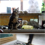 화재사고의 <b>주범</b>으로 꼽힌 고양이?