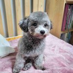 11개월 <b>실버</b>푸들 꽃순이 미용했어요