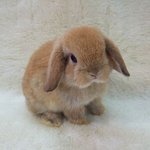 [댓글부탁해] 럽캐 <b>본</b> 사람..하...