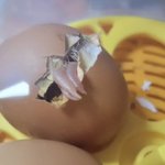 달걀 깠는데 안에 병아리<b>시체</b>같은거 뭐냐